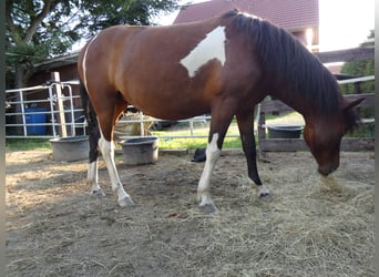 Huzule, Merrie, 4 Jaar, 142 cm, Tobiano-alle-kleuren