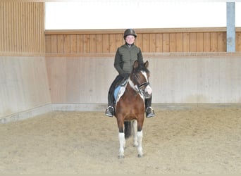 Huzule, Merrie, 4 Jaar, 143 cm, Gevlekt-paard