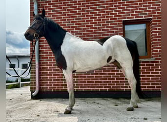 Huzule, Merrie, 4 Jaar, 146 cm, Gevlekt-paard