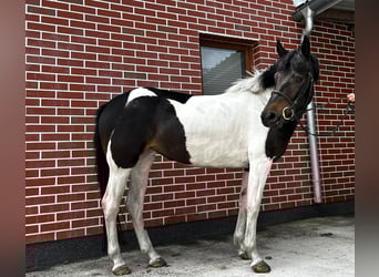 Huzule, Merrie, 4 Jaar, 146 cm, Gevlekt-paard