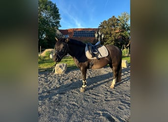 Huzule, Merrie, 4 Jaar, 150 cm, Zwartbruin