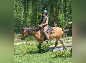 Huzule, Merrie, 5 Jaar, 142 cm, Falbe