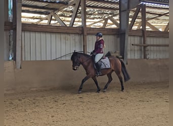 Huzule, Merrie, 5 Jaar, 143 cm, Bruin