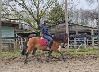 Huzule, Merrie, 5 Jaar, 144 cm, Bruin