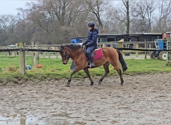 Huzule, Merrie, 5 Jaar, 144 cm, Bruin