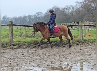 Huzule, Merrie, 5 Jaar, 144 cm, Bruin