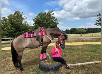 Huzule Mix, Merrie, 5 Jaar, 150 cm, Grullo