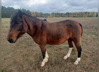 Huzule, Merrie, 5 Jaar, Gevlekt-paard