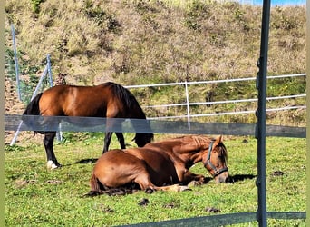 Huzule, Merrie, 6 Jaar, 145 cm, Bruin