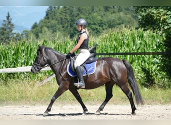 Huzule, Merrie, 7 Jaar, 138 cm, Zwart