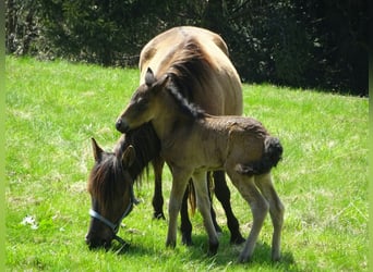 Huzule, Merrie, 7 Jaar, 140 cm, Grullo