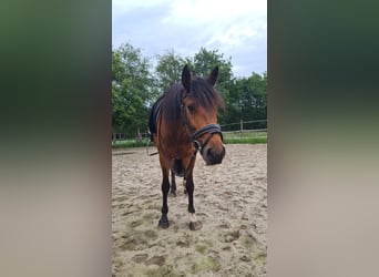 Huzule, Merrie, 7 Jaar, 141 cm, Bruin