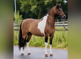 Huzule, Merrie, 7 Jaar, 142 cm, Gevlekt-paard