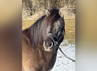 Huzule, Merrie, 8 Jaar, 136 cm, Grullo