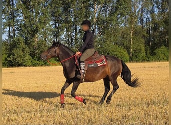 Huzule, Merrie, 8 Jaar, 141 cm, Bruin