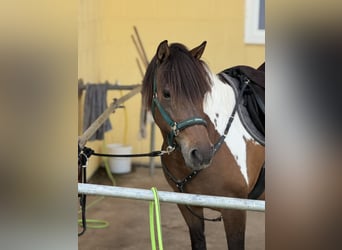 Huzule, Merrie, 8 Jaar, 141 cm, Gevlekt-paard