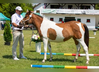 Huzule, Merrie, 9 Jaar, 140 cm, Tobiano-alle-kleuren