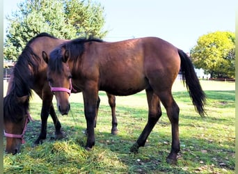 Huzule, Merrie, Veulen (02/2025), 143 cm, Roodbruin