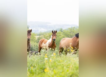 Huzule, Merrie, veulen (01/2023), Gevlekt-paard