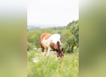 Huzule, Merrie, veulen (01/2023), Gevlekt-paard
