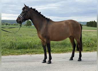 Huzule, Ruin, 10 Jaar, 144 cm, Donkerbruin