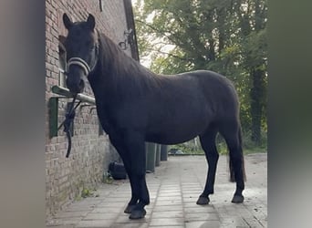 Huzule, Ruin, 11 Jaar, 140 cm, Zwart