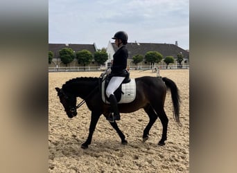 Huzule, Ruin, 12 Jaar, 138 cm, Donkerbruin