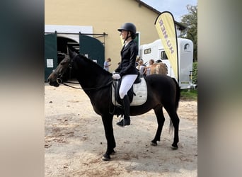 Huzule, Ruin, 12 Jaar, 138 cm, Donkerbruin