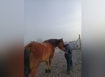 Huzule, Ruin, 12 Jaar, 140 cm, Lichtbruin