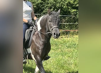 Huzule, Ruin, 12 Jaar, 144 cm, Gevlekt-paard