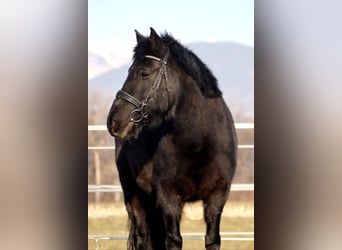 Huzule, Ruin, 14 Jaar, 147 cm, Zwartbruin