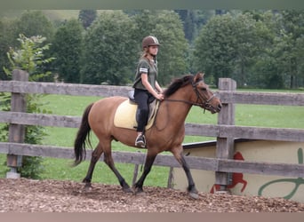 Huzule, Ruin, 15 Jaar, 145 cm, Bruin