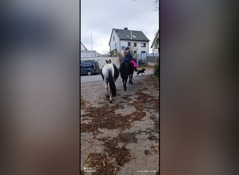 Huzule, Ruin, 16 Jaar, 145 cm, Zwart