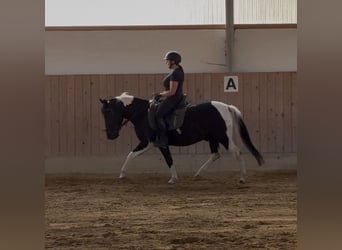 Huzule, Ruin, 3 Jaar, 140 cm, Gevlekt-paard