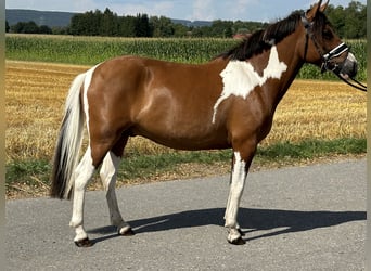 Huzule, Ruin, 3 Jaar, 143 cm, Gevlekt-paard