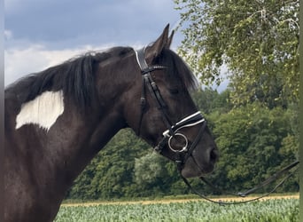 Huzule, Ruin, 3 Jaar, 144 cm, Gevlekt-paard