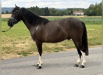 Huzule, Ruin, 3 Jaar, 144 cm, Gevlekt-paard