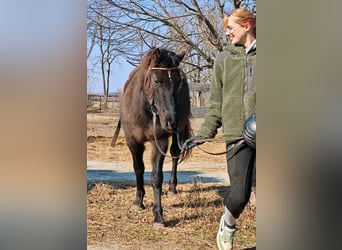 Huzule, Ruin, 3 Jaar, 145 cm, Buckskin