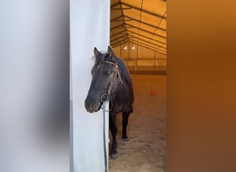 Huzule, Ruin, 3 Jaar, 145 cm, Buckskin