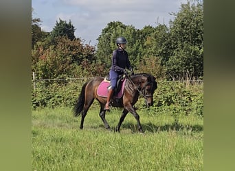Huzule, Ruin, 4 Jaar, 133 cm, Bruin