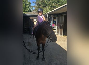 Huzule, Ruin, 4 Jaar, 133 cm, Bruin