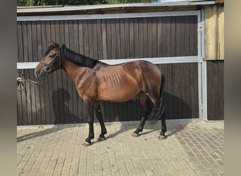 Huzule, Ruin, 4 Jaar, 133 cm, Bruin