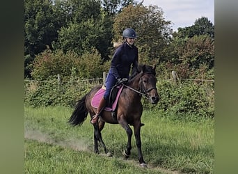 Huzule, Ruin, 4 Jaar, 133 cm, Bruin