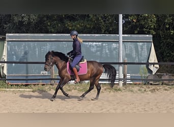 Huzule, Ruin, 4 Jaar, 133 cm, Bruin