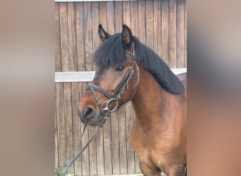 Huzule, Ruin, 4 Jaar, 138 cm, Bruin