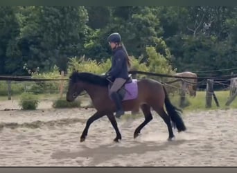 Huzule, Ruin, 4 Jaar, 138 cm, Bruin