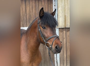 Huzule, Ruin, 4 Jaar, 138 cm, Bruin
