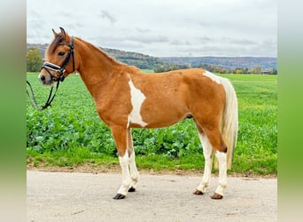 Huzule, Wallach, 4 Jahre, 138 cm, Schecke