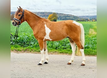 Huzule, Wallach, 4 Jahre, 138 cm, Schecke