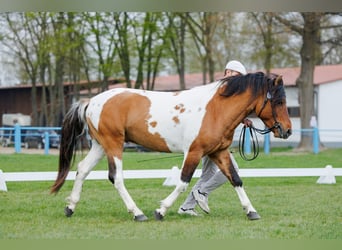 Huzule, Ruin, 4 Jaar, 141 cm, Gevlekt-paard
